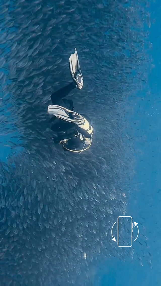 POV: you swim straight into a living tornado. 🐟🌊

Kay diving through a massive bait ball — thousands of fish moving as one, twisting, turning and disappearing into the blue.

For a moment, it feels like entering another world. ✨

#BaitBall #UnderwaterWorld #ScubaDiving #OceanLife #UnderwaterPhotography MarineLife DivingLife OceanLovers SailingLife SVLuna